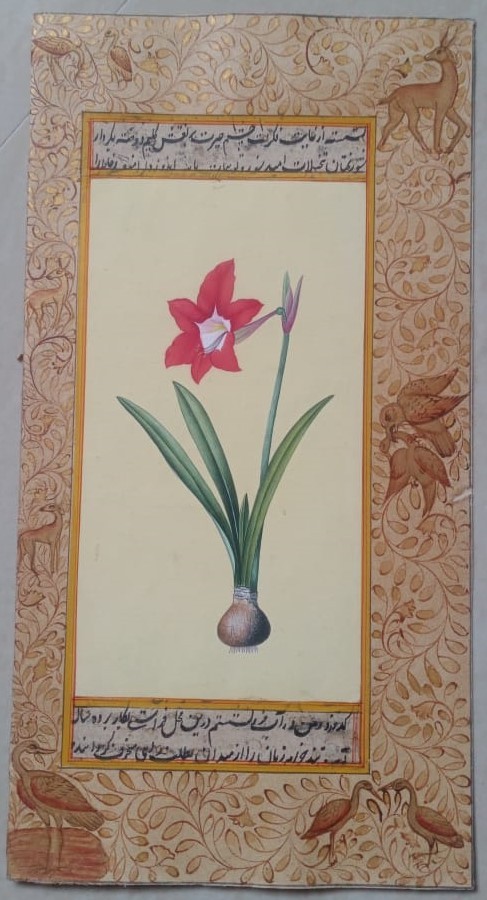 Handmade Miniature Painting of Amaryllis Flower with Persian Calligraphy Border – Gold Foil Work