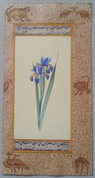 Handmade Miniature Painting of Amaryllis Flower with Persian Calligraphy Border – Gold Foil Work